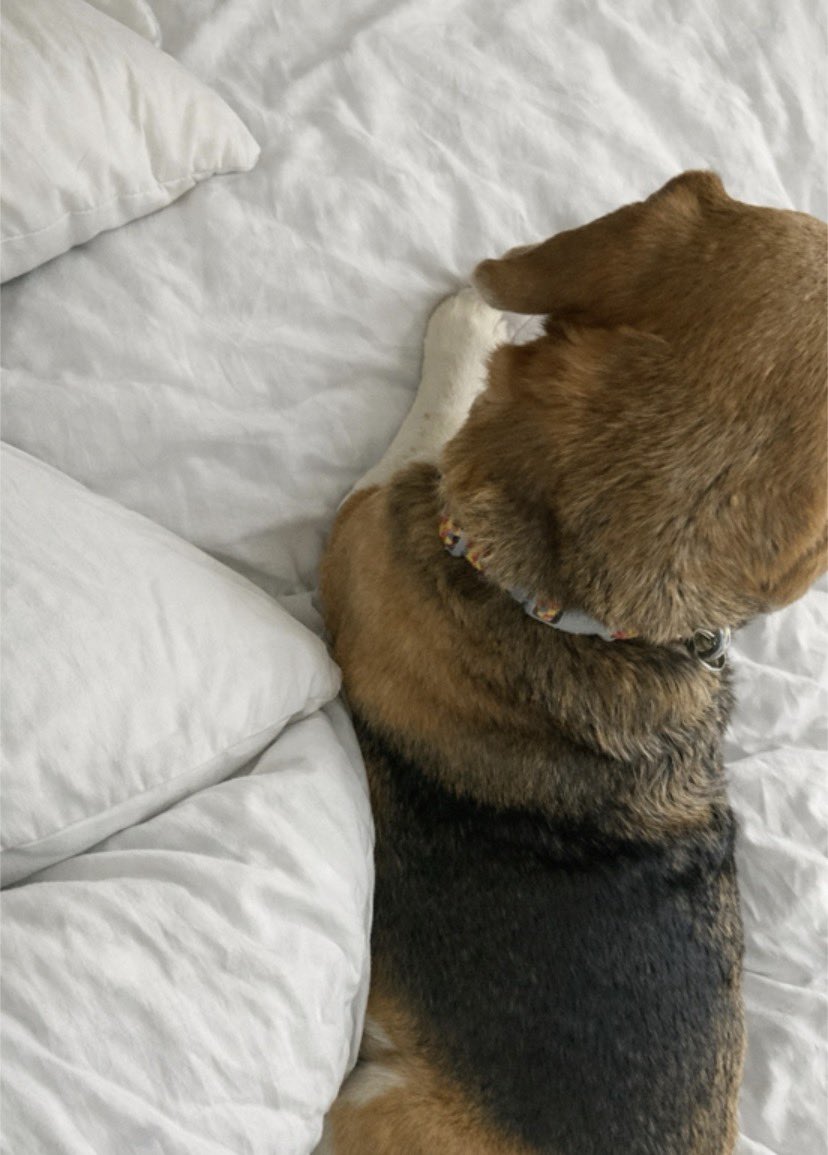 犬を吸う tweet media