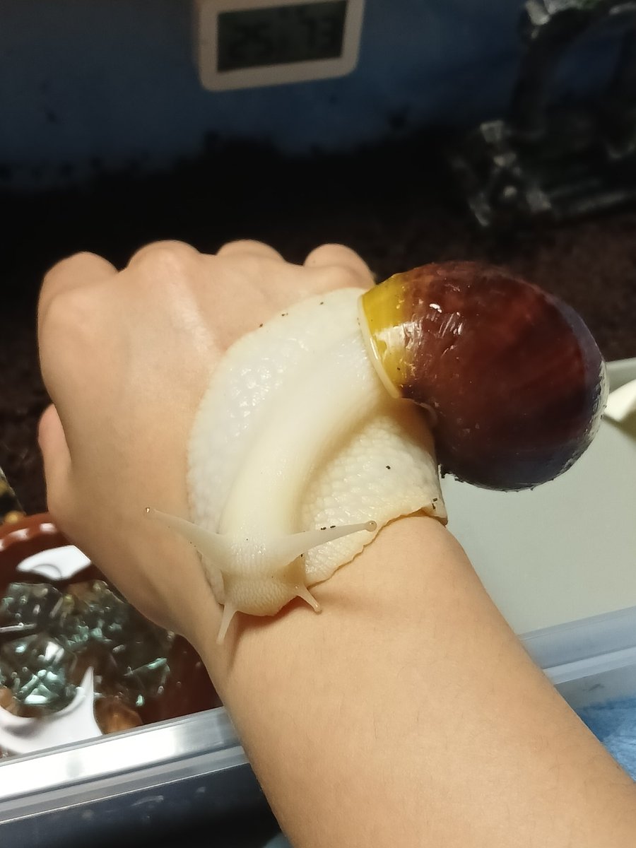 togiuu_04's tweet photo. 저도 잇엇어요
snail 찻는데 착용감이 영 아파서
이후로 안차고 다녓어요,,(물어뜯음;) https://t.co/8ls0tKGUMf