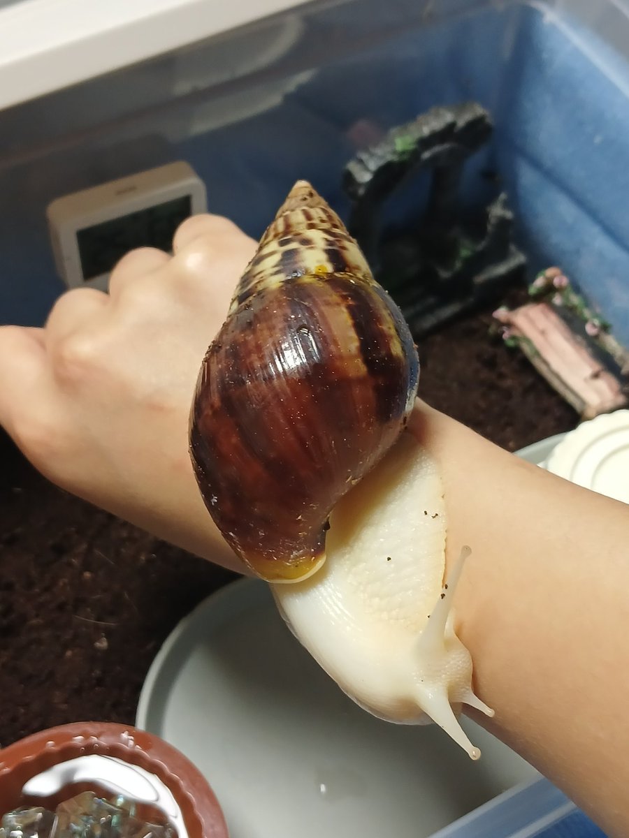 togiuu_04's tweet photo. 저도 잇엇어요
snail 찻는데 착용감이 영 아파서
이후로 안차고 다녓어요,,(물어뜯음;) https://t.co/8ls0tKGUMf