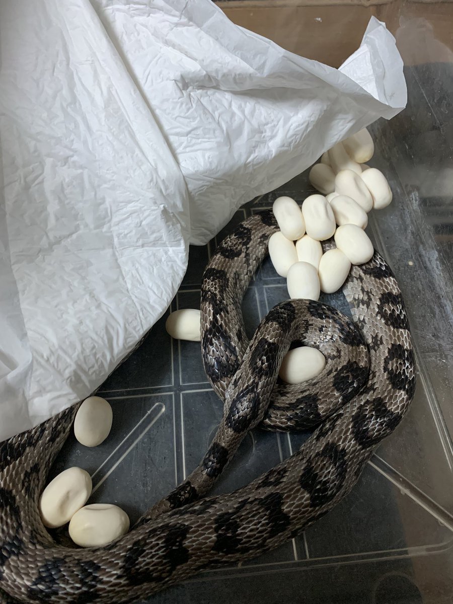 アムさん🐍🐍🐍 tweet media