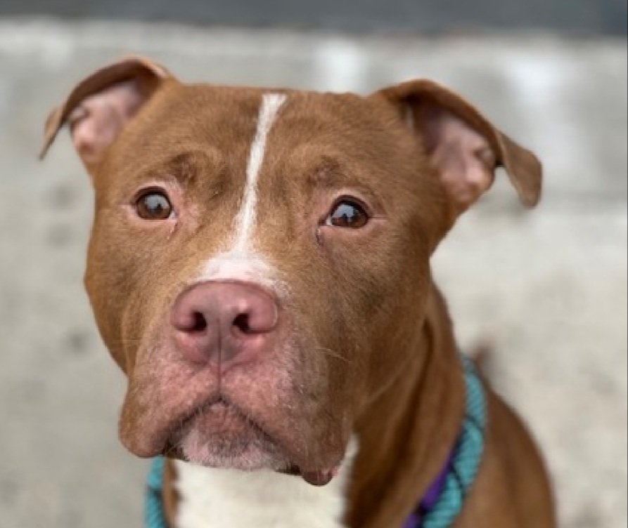 MorgFairsdogs's tweet photo. Peter Pan 251263
Kill Command
#NYCACC #RescueOnly
A cute 7 yr old boy
Has non-symphyseal fractured jaw and tooth๐
Sensitive and shy
Needs all adult home
Help save Peter Pan!
#Pledge4Rescue #foster #adopt https://t.co/ExZqzdTKVD