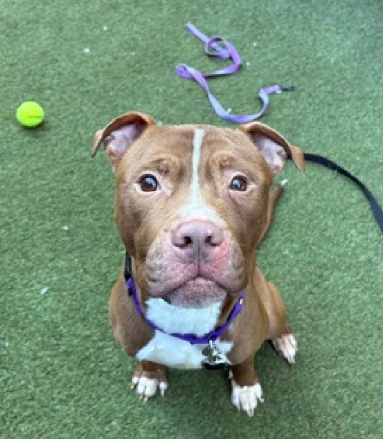 MorgFairsdogs's tweet photo. Peter Pan 251263
Kill Command
#NYCACC #RescueOnly
A cute 7 yr old boy
Has non-symphyseal fractured jaw and tooth๐
Sensitive and shy
Needs all adult home
Help save Peter Pan!
#Pledge4Rescue #foster #adopt https://t.co/ExZqzdTKVD