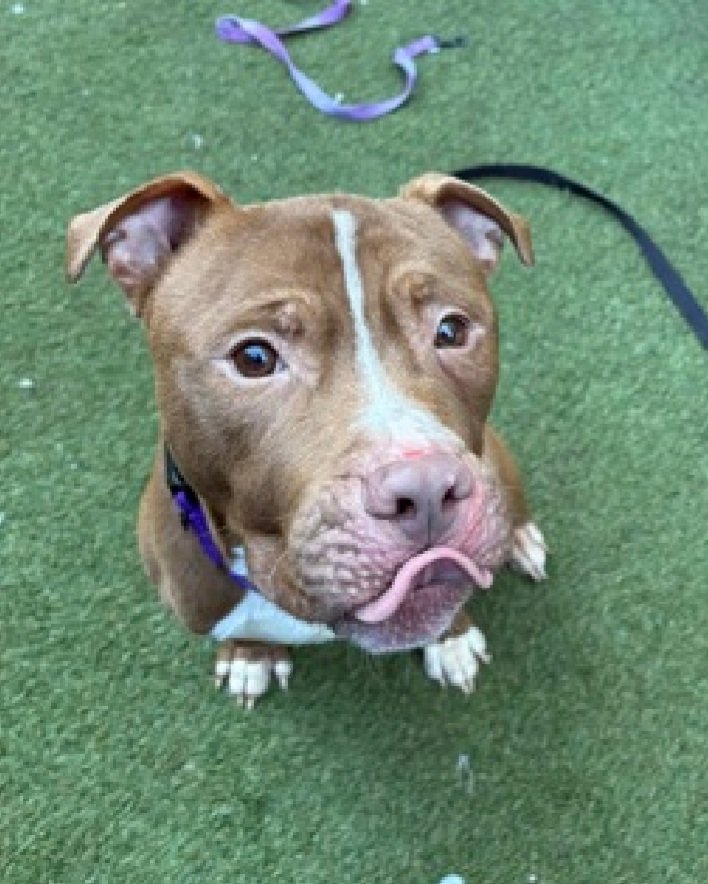 MorgFairsdogs's tweet photo. Peter Pan 251263
Kill Command
#NYCACC #RescueOnly
A cute 7 yr old boy
Has non-symphyseal fractured jaw and tooth๐
Sensitive and shy
Needs all adult home
Help save Peter Pan!
#Pledge4Rescue #foster #adopt https://t.co/ExZqzdTKVD
