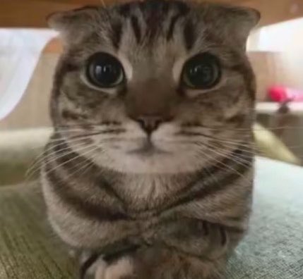 小猫小狗我都喜欢 tweet media