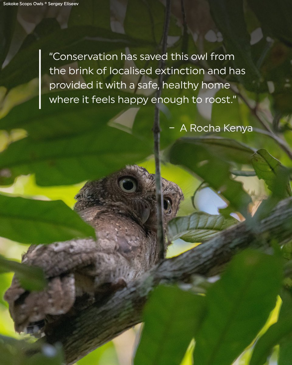 Rainforest Trust tweet media