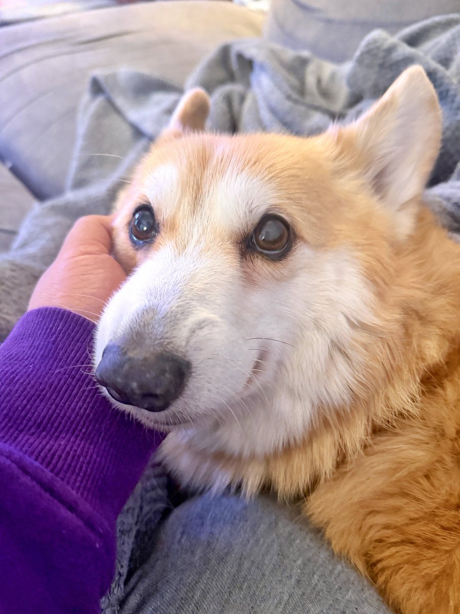 Lilo the Welsh Corgi tweet media