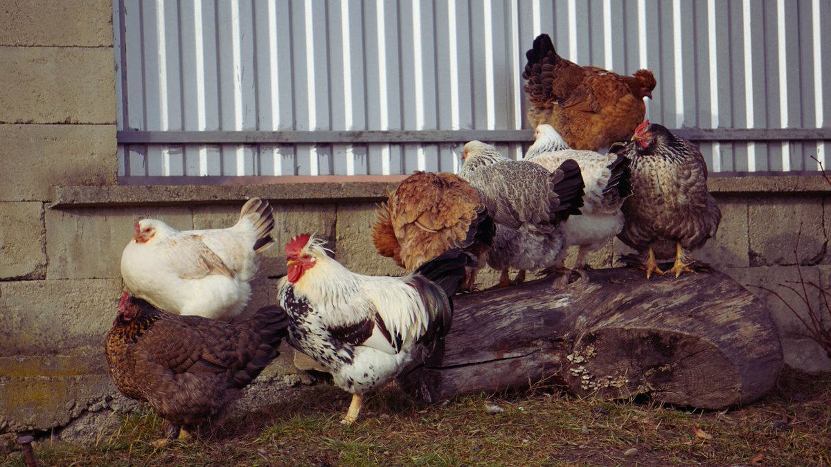 allotmentonline's tweet photo. Fresh eggs in the morning, hens scratching around nearby, and another connection to a more hands-on, grow-your-own way of living.
Check out our guide to keeping chickens ๐๐
https://t.co/YIFA3DVUiN
#ChickenKeeping #HenKeeper #BackyardChickens https://t.co/ZWFp3SSGqY