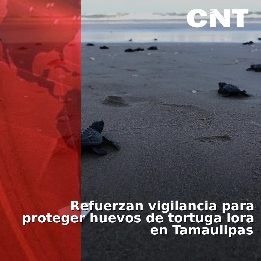 CNTamaulipas tweet media