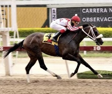 JLDangeloDuran's tweet photo. Hoy celebran en @HLaPrimavera19 los 15 años de la Campeona Sprinter REINA CRISTAL nacida en Haras Monumental @LUMITO y otra de los exitosos vientres de La Primavera Farm @cesarferalico , madre del gran COLOSSUS 📷 entre otros, múltiple ganador clásico 👏👏👏

Foto @JOSEARAY https://t.co/P6pACrah5B