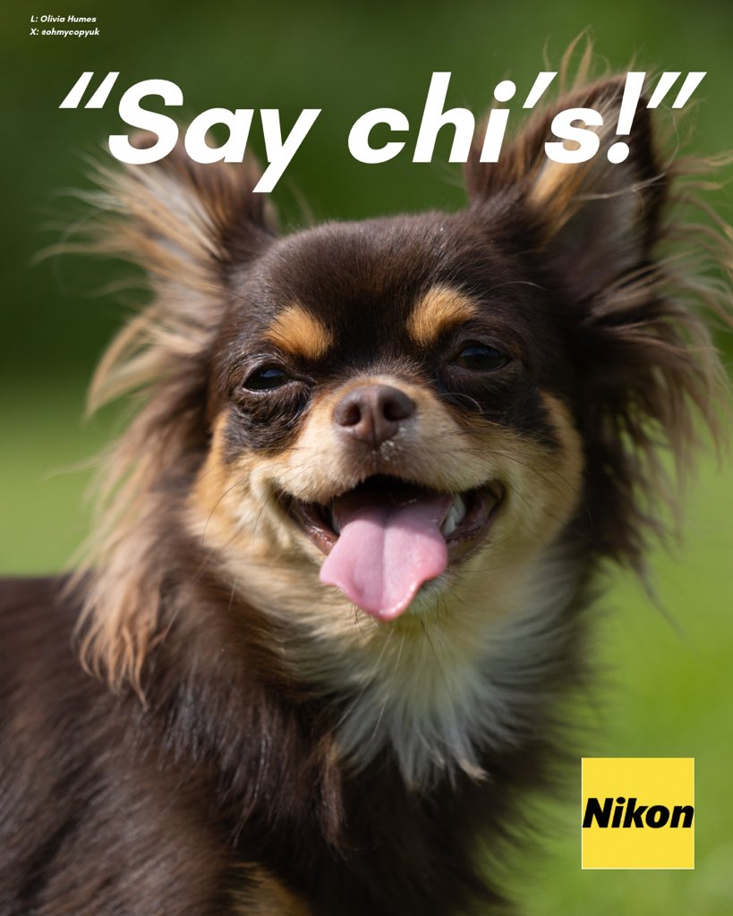 C*a様 Chihuahuaページ One Minute Brief of the Day - 14/05/26 @OneMinuteBriefs Create