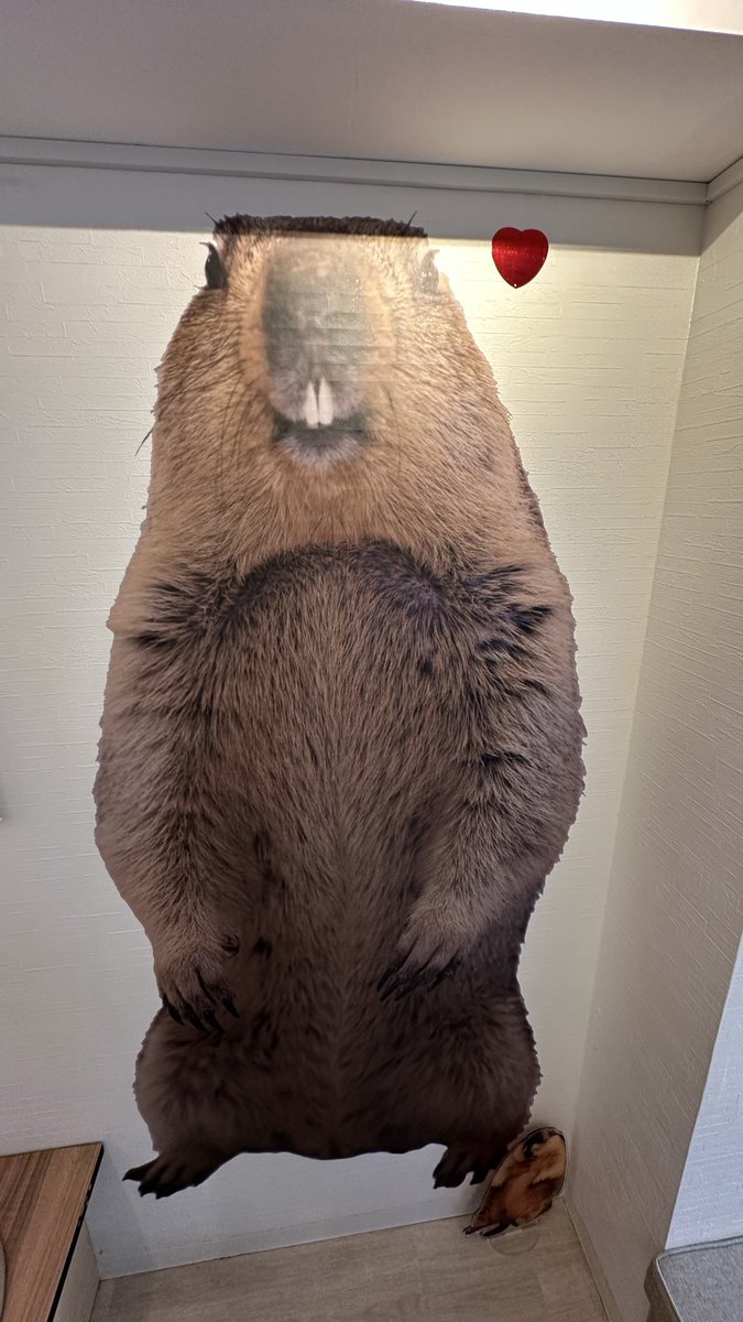 002Aizak's tweet photo. 今日の楽しいひととき
マーモットカフェ https://t.co/Sdrbbbtyde