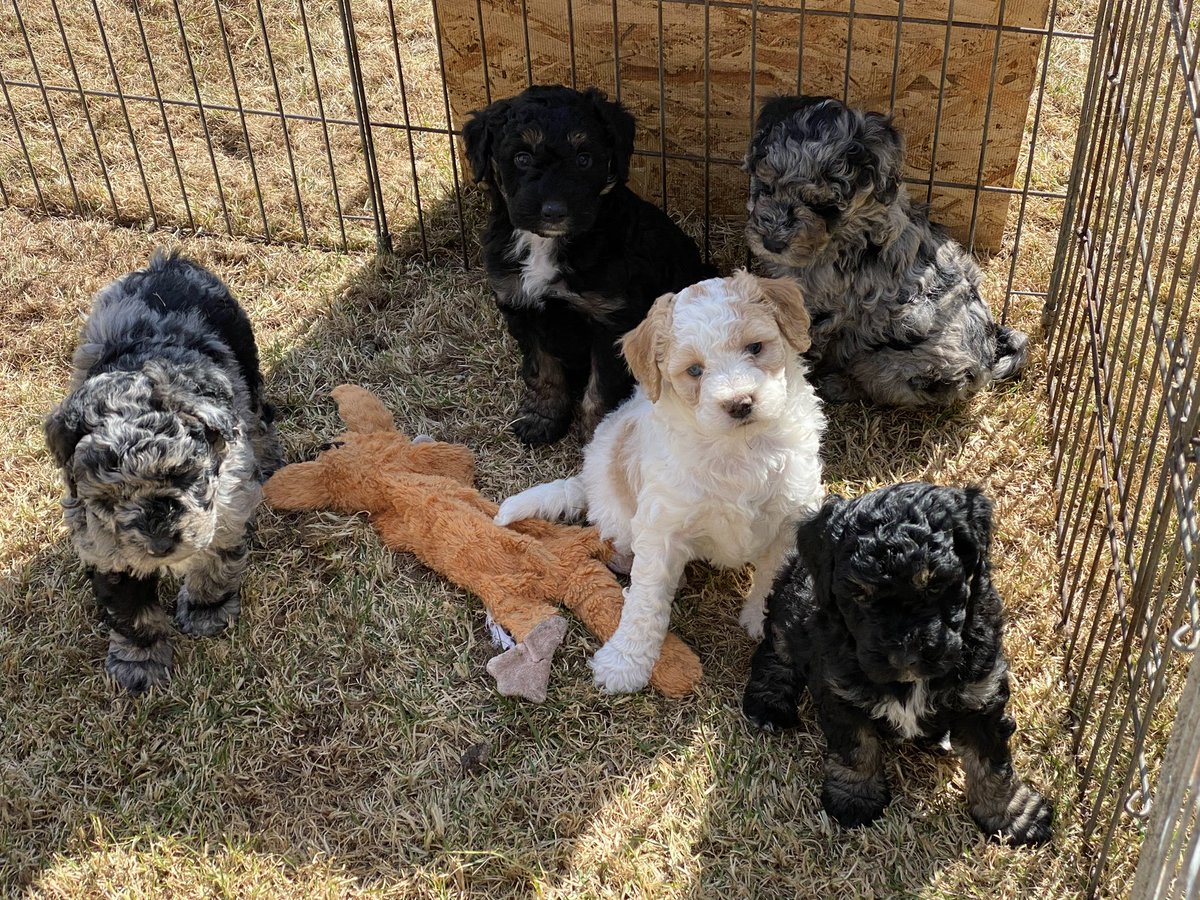 Gracie McDoodle tweet media