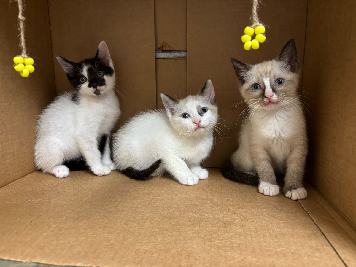 Aggieland Humane Society tweet media