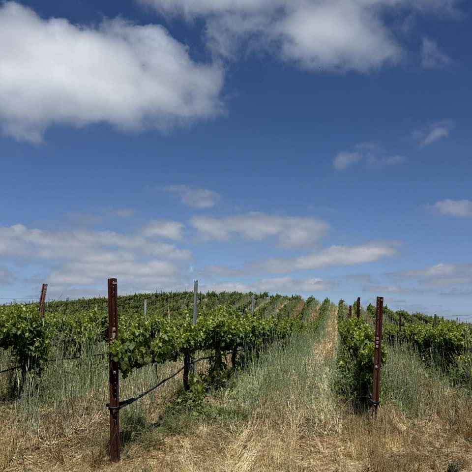 IditarodJeff's tweet photo. Been in sunny California lately. Enjoying several family reunions back to back to back. Wonderful hanging out with close family. Currently in wine country and as you can see the grapes have just begun to sprout. Amazing little things they are.
#jeffschultz #winecountry https://t.co/UYfBObawGQ