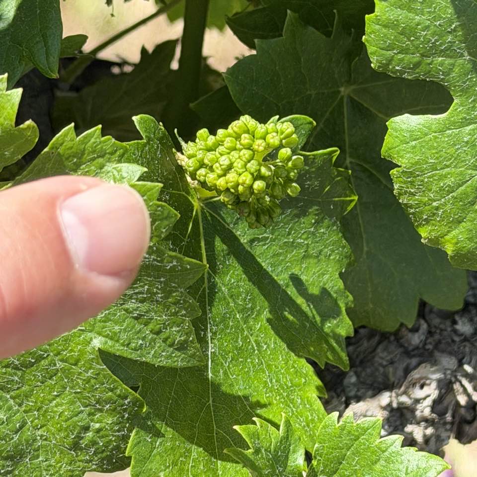 IditarodJeff's tweet photo. Been in sunny California lately. Enjoying several family reunions back to back to back. Wonderful hanging out with close family. Currently in wine country and as you can see the grapes have just begun to sprout. Amazing little things they are.
#jeffschultz #winecountry https://t.co/UYfBObawGQ