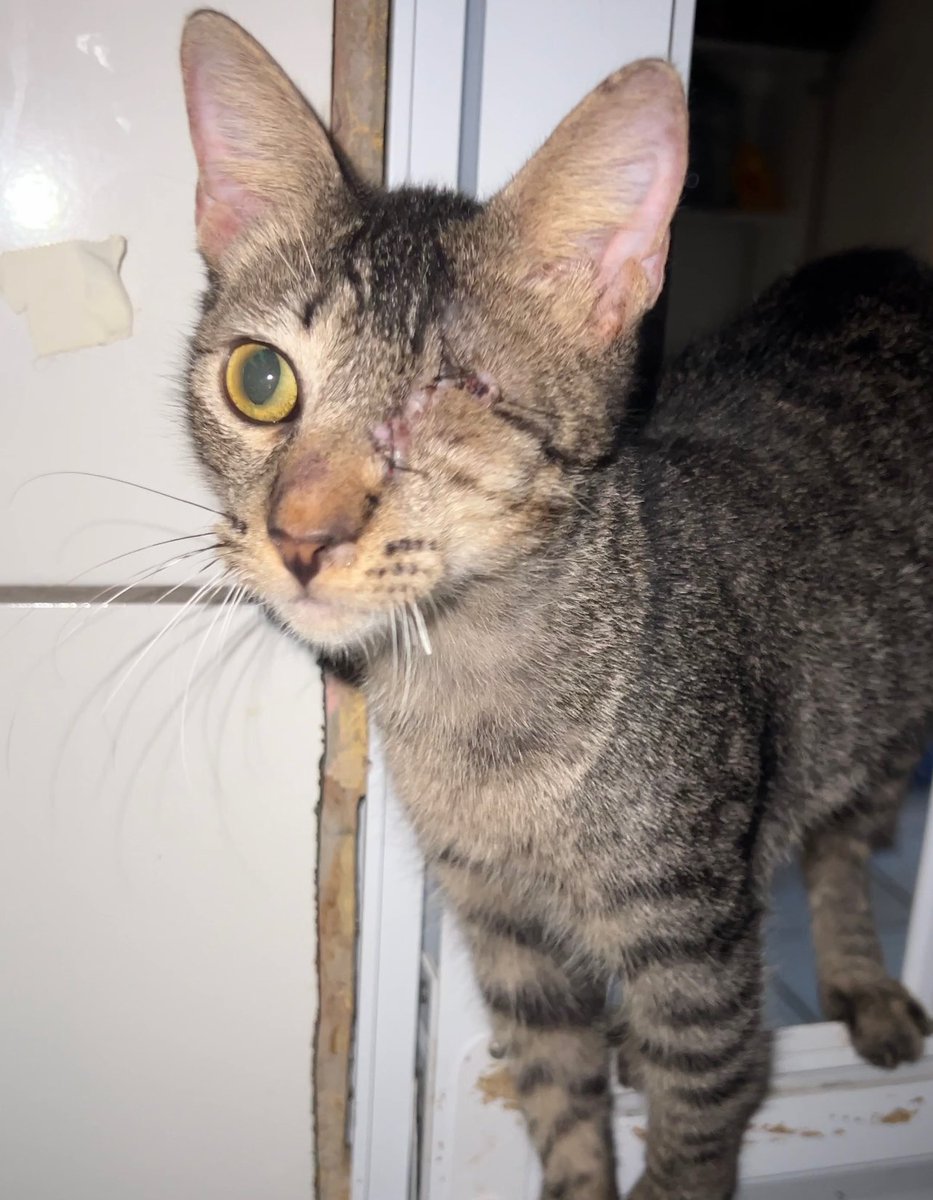 Gatinhos da Di 🐈 Abrigo Davi tweet media