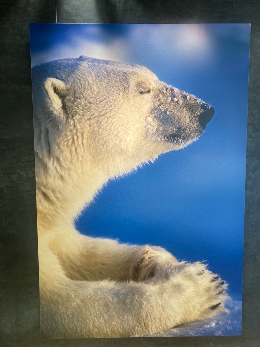 nongesuke's tweet photo. 大野城　心のふるさと館　星野道夫さんの写真展へ。
アラスカでの生き物たちの写真や生原稿、使っていたカメラが見れて星野さんが生きていたんだと感じれた。
大きな時間の中でここにある命の短い時間、でも確かに光るその命の輝きがなんて尊いのだろうか。
何年経っても色褪せない写真たちだった。 https://t.co/Sp1PlXUnKq