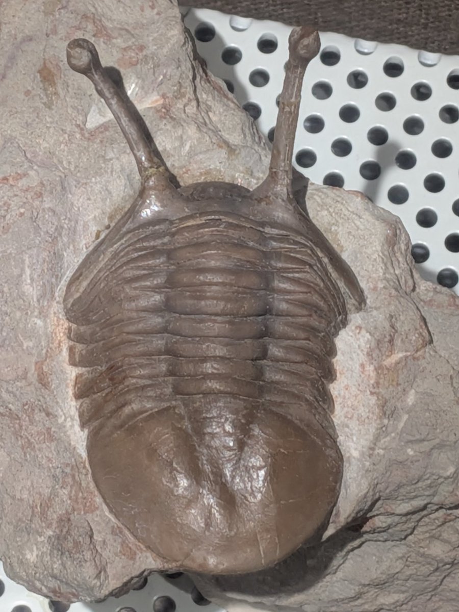 金曜日だから化石貼る #FossilFriday ミュージアムパーク #茨城県自然