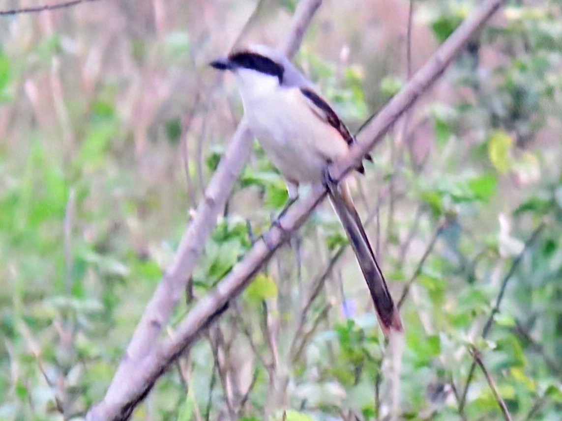 SpeddingMark's tweet photo. Randoms from Taiwan 🇹🇼:
Stansted bulbul localised endemic from the east coast, long-tailed Shrike, Terek Sandpiper, Long-toed Stint https://t.co/V3OWARyA4d