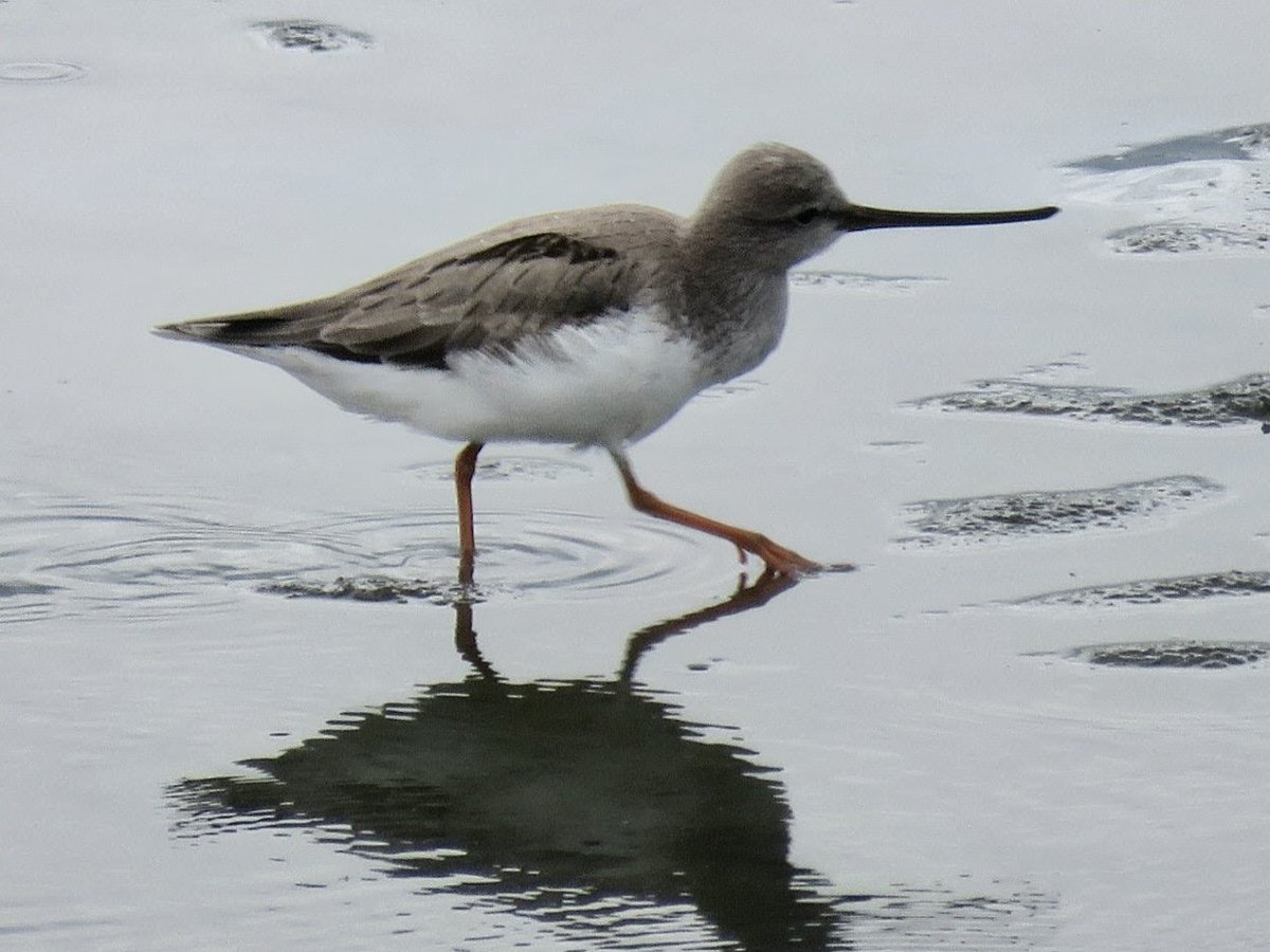 SpeddingMark's tweet photo. Randoms from Taiwan 🇹🇼:
Stansted bulbul localised endemic from the east coast, long-tailed Shrike, Terek Sandpiper, Long-toed Stint https://t.co/V3OWARyA4d