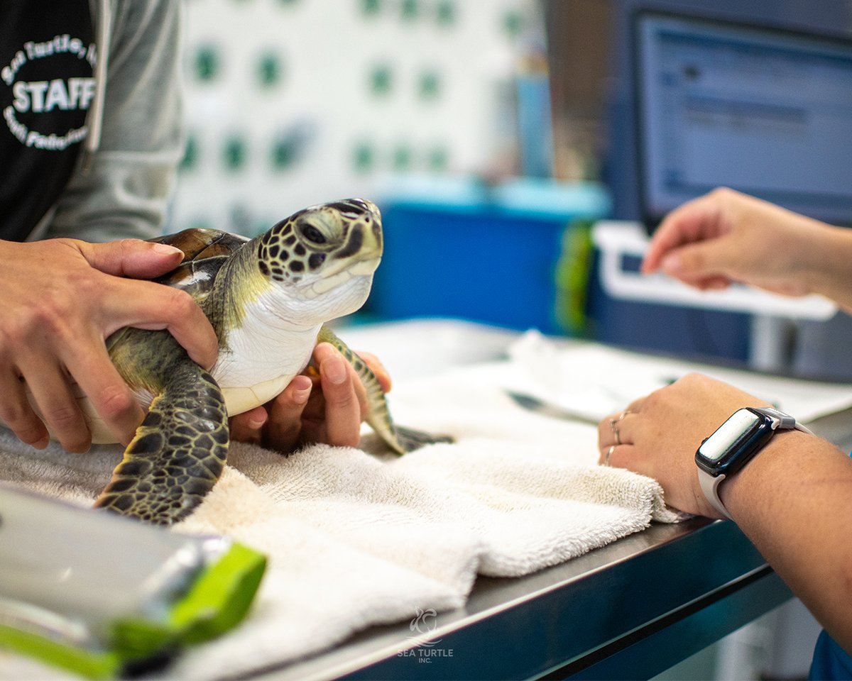 Sea Turtle, Inc. tweet media