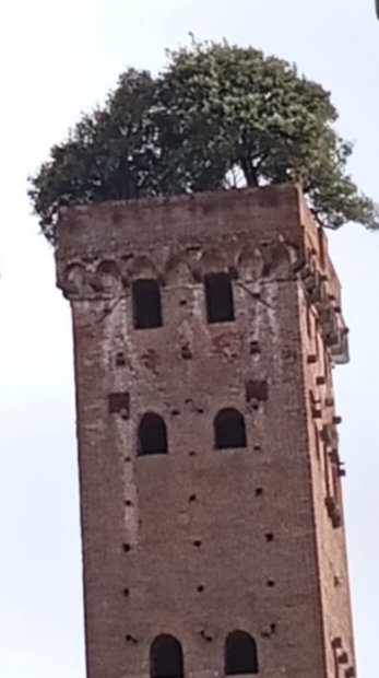 UgoBaroni's tweet photo. Torre Guinigi 
#lucca #torreguinigi
#torreguinigilucca #guinigitower https://t.co/QdlVenOLV7