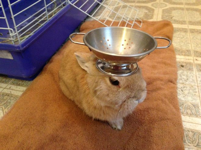 WHY YOU SHOULD HAVE A BUNNIES tweet media