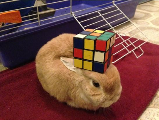WHY YOU SHOULD HAVE A BUNNIES tweet media