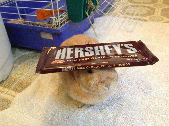 WHY YOU SHOULD HAVE A BUNNIES tweet media