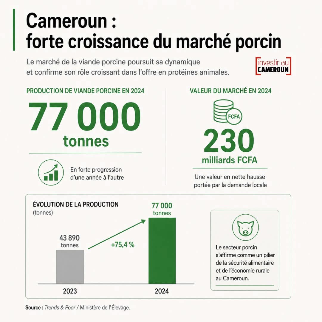 TheCameroonianZ's tweet photo. Le marché camerounais de la viande #porcine était évalué à plus de 230 milliards de FCFA en 2024.

#Cameroon 

➡️ https://t.co/TwTyOCP1UO https://t.co/1drVPU2Nln