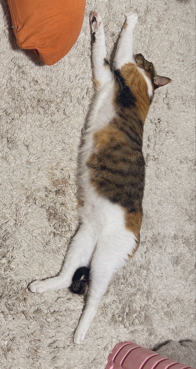 OHhamuchan's tweet photo. のびのびだねぇ https://t.co/sreKI4HlmE