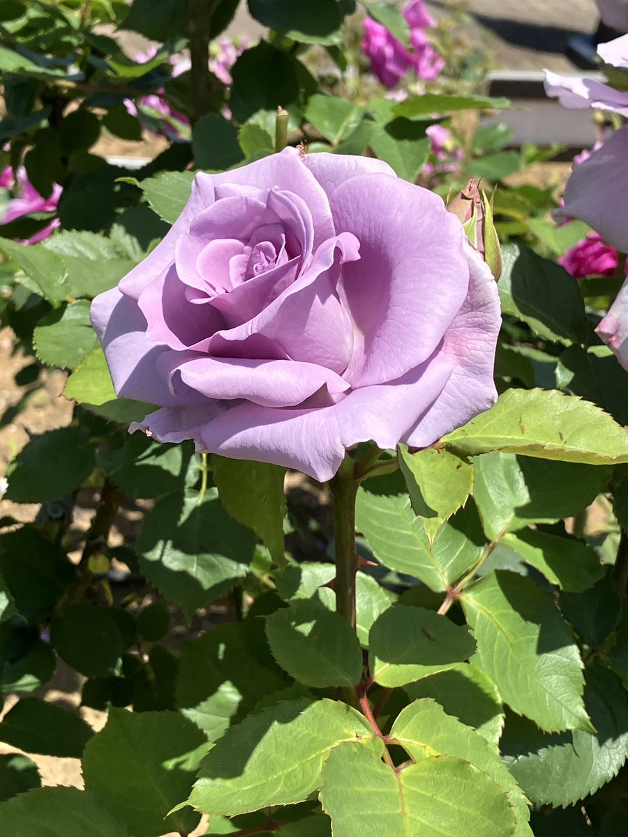 wine_2010's tweet photo. 薔薇 https://t.co/2mIuGNW4zU