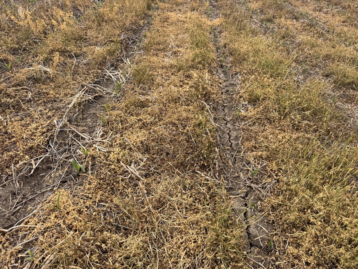 Cropwise1's tweet photo. If I said winter annuals such as henbit and pepperweed take of 10 bushels, could one argue to the contrary? https://t.co/HPtUm1XQFh