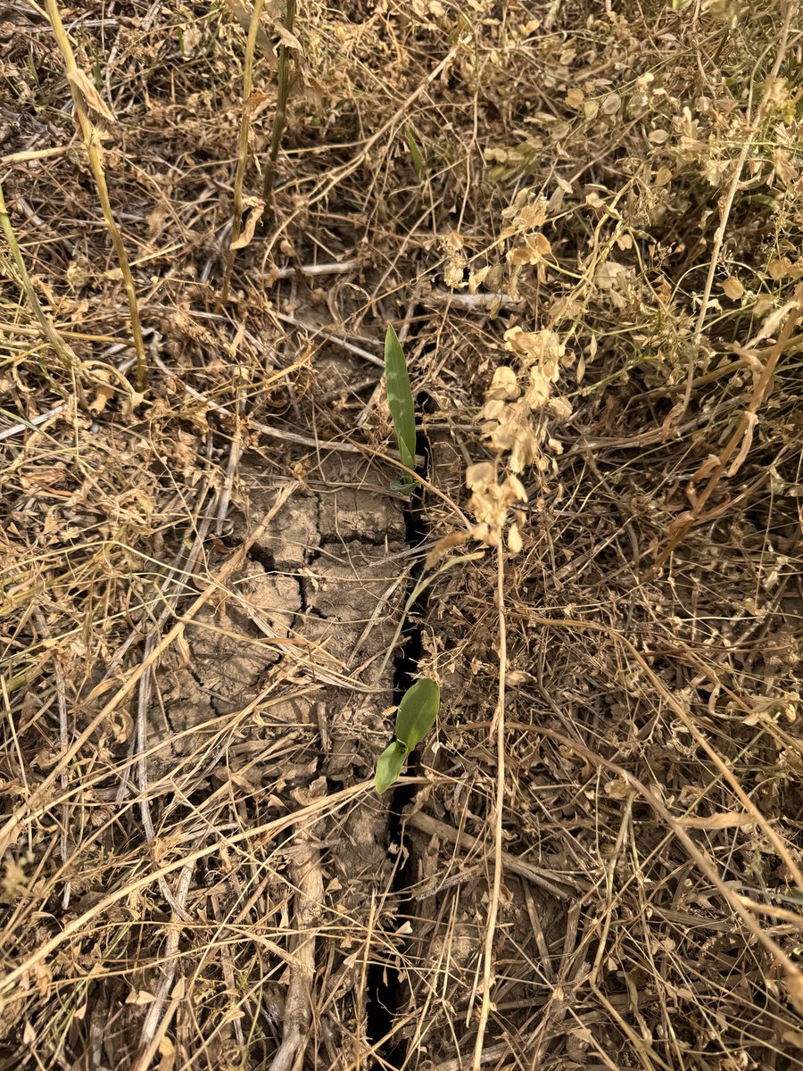 Cropwise1's tweet photo. If I said winter annuals such as henbit and pepperweed take of 10 bushels, could one argue to the contrary? https://t.co/HPtUm1XQFh