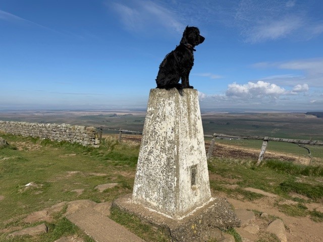 walkingcycling's tweet photo. This fine fella pictured on Green Slack is Billy. His owner, Tobyn, tells us they had the most wonderful time walking Hadrian's Wall, adding: 'We loved every step and we could not be more grateful.' https://t.co/CogfsC4u1y