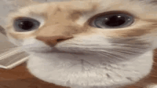 GrumpyPaws tweet media