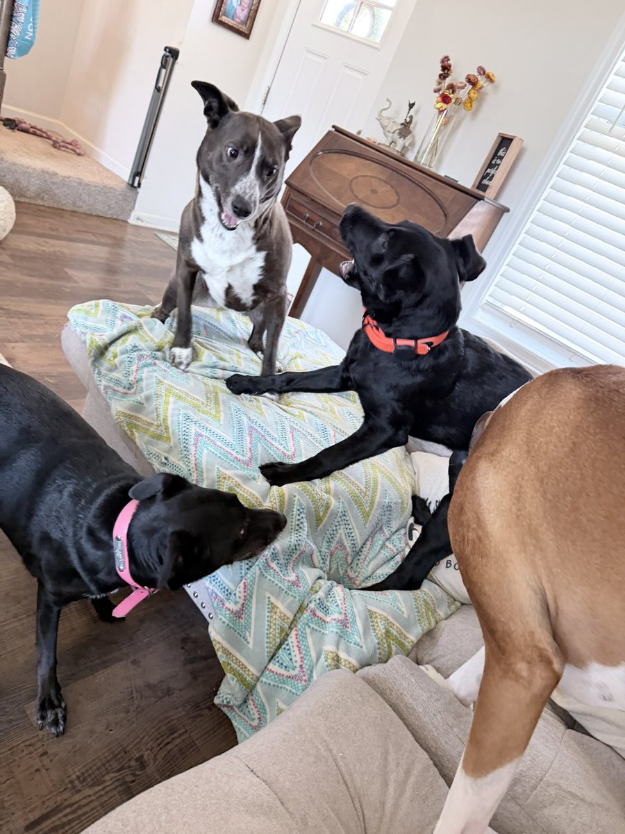 SavSamSunflower's tweet photo. A gaggle of dogs. Gang is all here! https://t.co/lucWd0GFIN