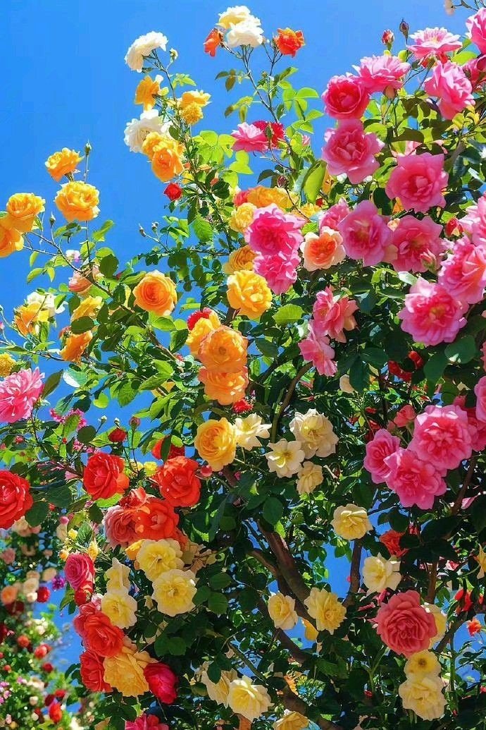 🌼࿐♡ᒍᗩSⓂ️İᘉᕮ🌼｡･ﾟ♡ﾟ tweet media