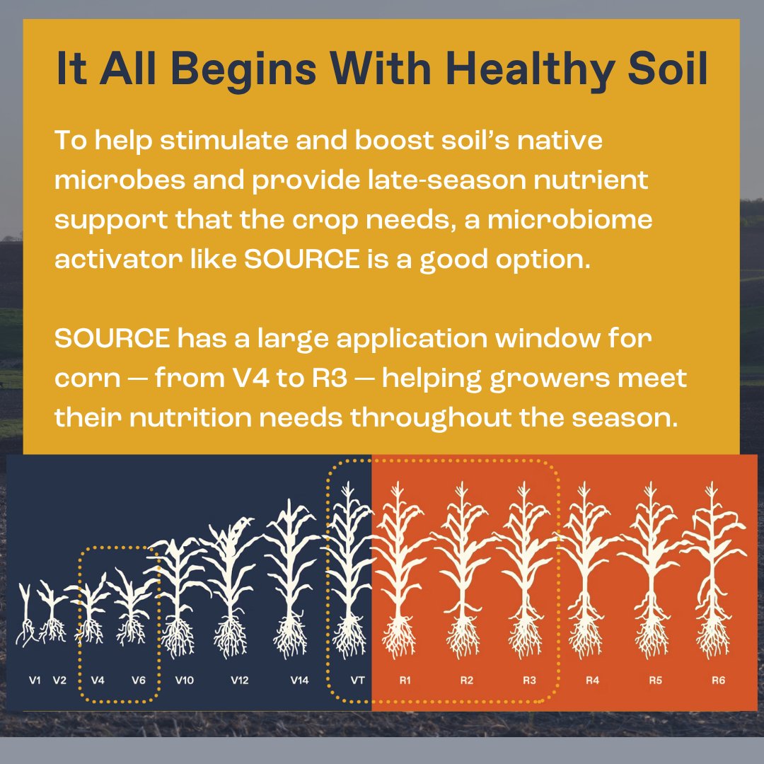 sound_ag's tweet photo. Around three weeks after the plant has emerged, corn enters V6 and the stem begins growing rapidly. Sufficient nutrient supply is critical because the plant’s roots are large and deep enough to take up the higher amount of nutrients required.

Learn more: https://t.co/qMXFNdOPpS https://t.co/EGJfgFfbPl