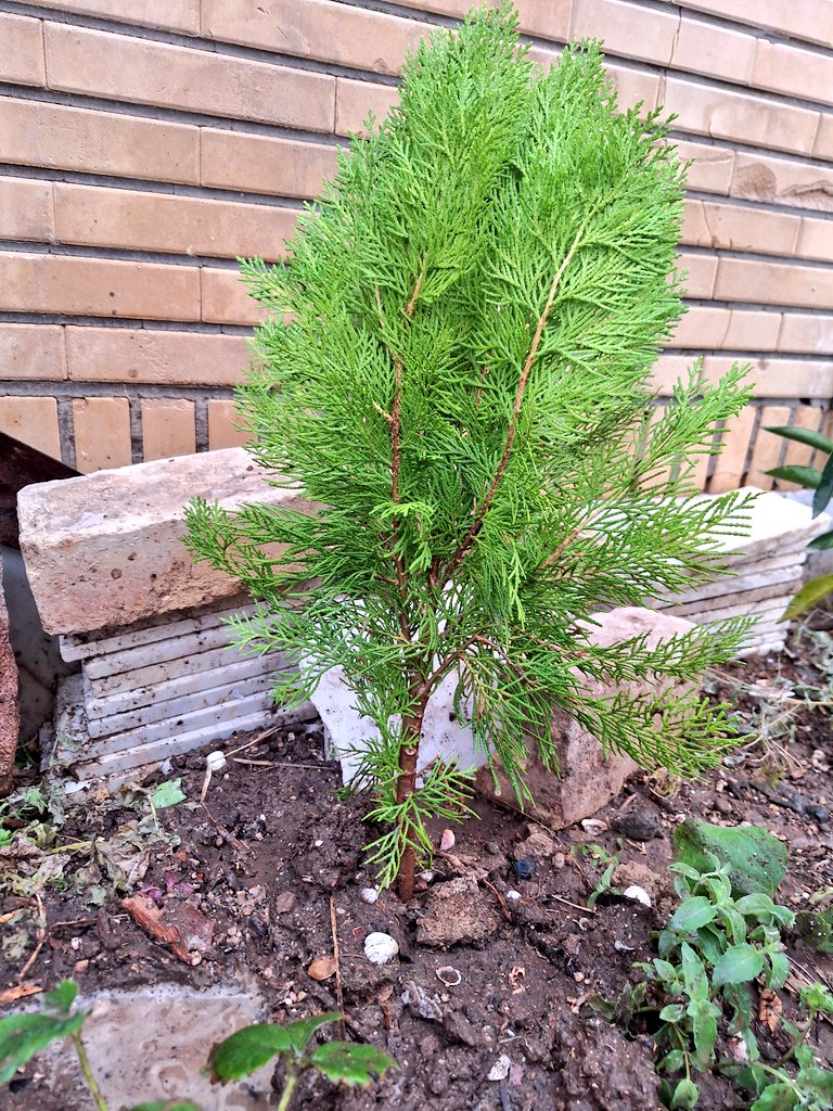 ارجمنــــــــــــد🌱(اکانت جدید) tweet media