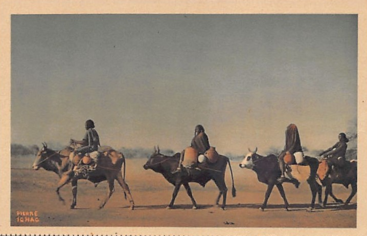 a Khoe Ox rider. ca. 1836, southern Africa. Pack Oxen, early 20th cent ...
