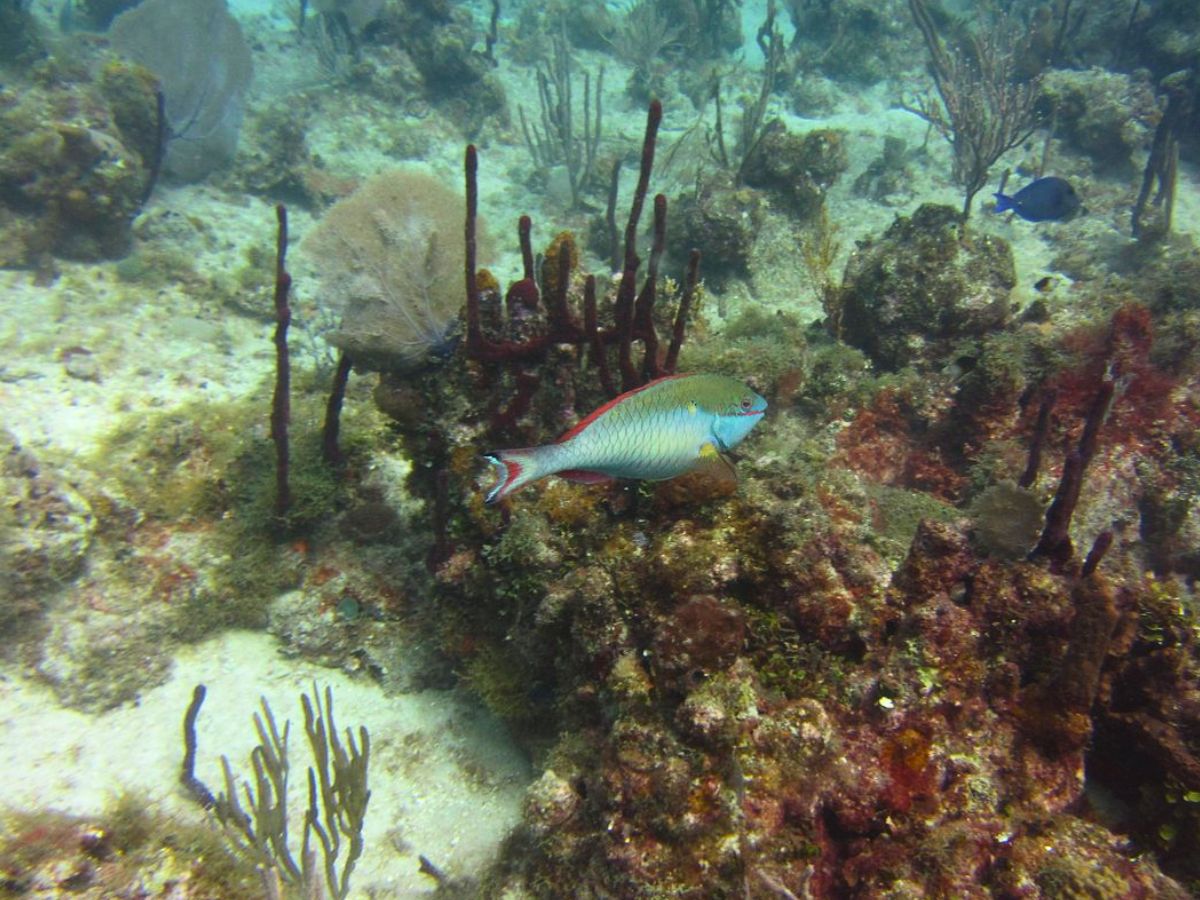 DRESSELDIVERS tweet media
