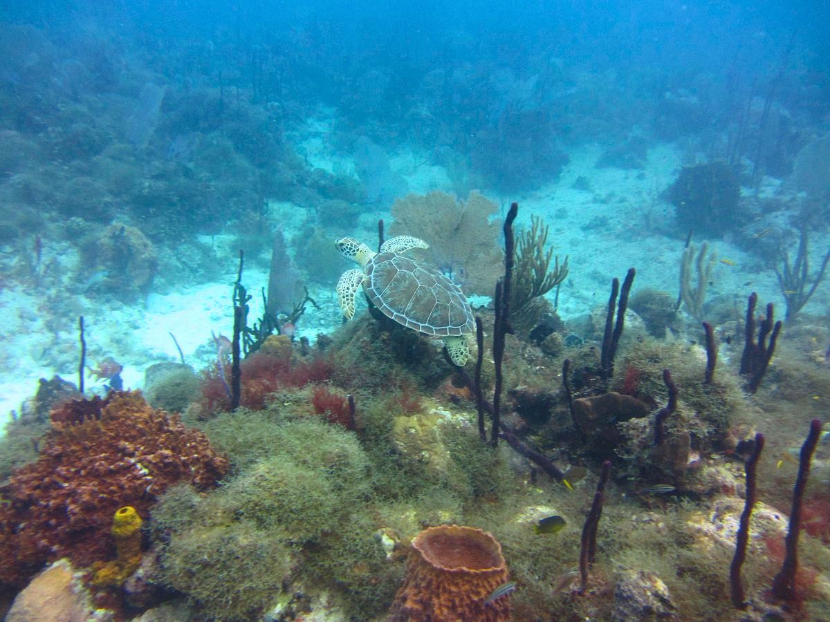 DRESSELDIVERS tweet media