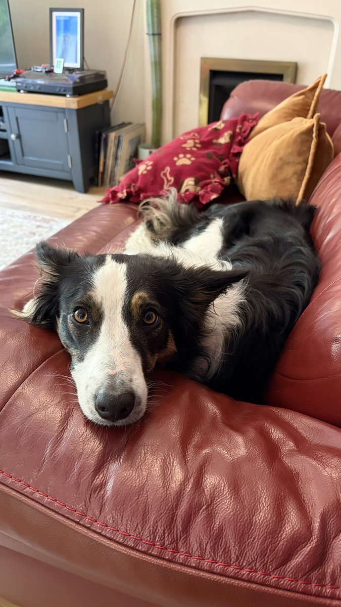 Kesthecollie's tweet photo. My updated résumé:

Name - Bess
Expert - Peekaboo 
Favourite game - Frowit x100
Food - Cheese
Profession - Project manager (intermediate)
Famous aunt - Kes
Average number of limbs on my toys - 3 ⅓ 
Number of beds - Four
Age - 1
Size - Smol https://t.co/hbXtDfPda8