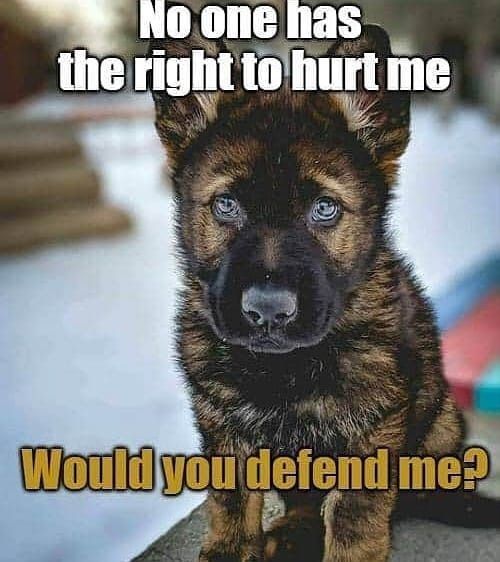 Beyond The Leash tweet media