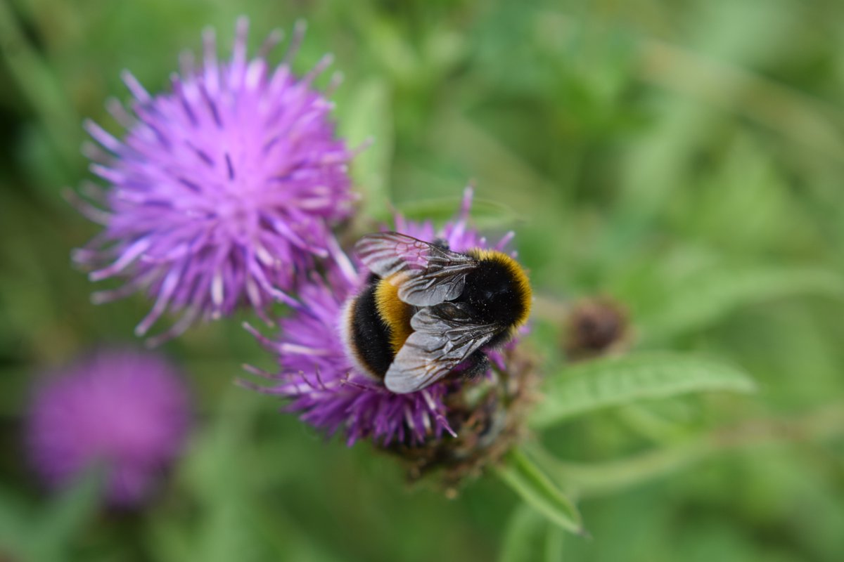 Pollinators tweet media