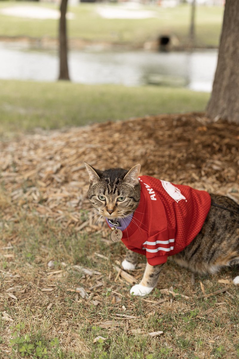 Kiwi_9908's tweet photo. Three years ago I made Kiwi be in my grad photos and she was not a fan https://t.co/hPfQ7ePGSy