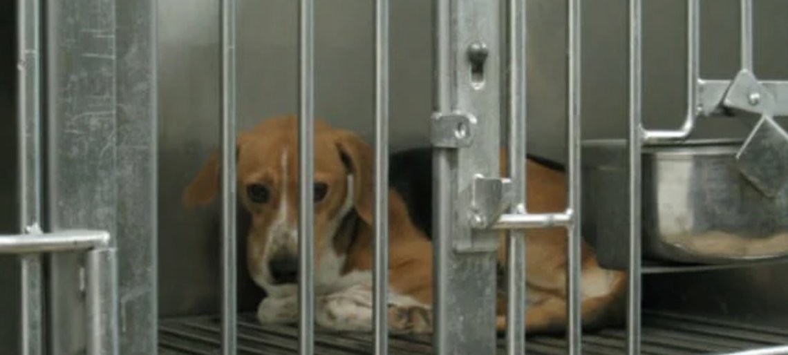 LeeSarah9049's tweet photo. Animal testing doesn’t just cage beagles-it destroys their bodies. According to PETA, some beagles are used in experiments involving heart failure, blindness, and painful surgeries. 

#60animals #StopAnimalTesting #SaveBeagles
https://t.co/XNMx3yE7z1 https://t.co/lqvN8RgQWj