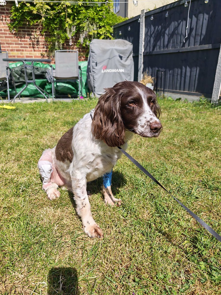 London Retired Police Dogs Trust tweet media