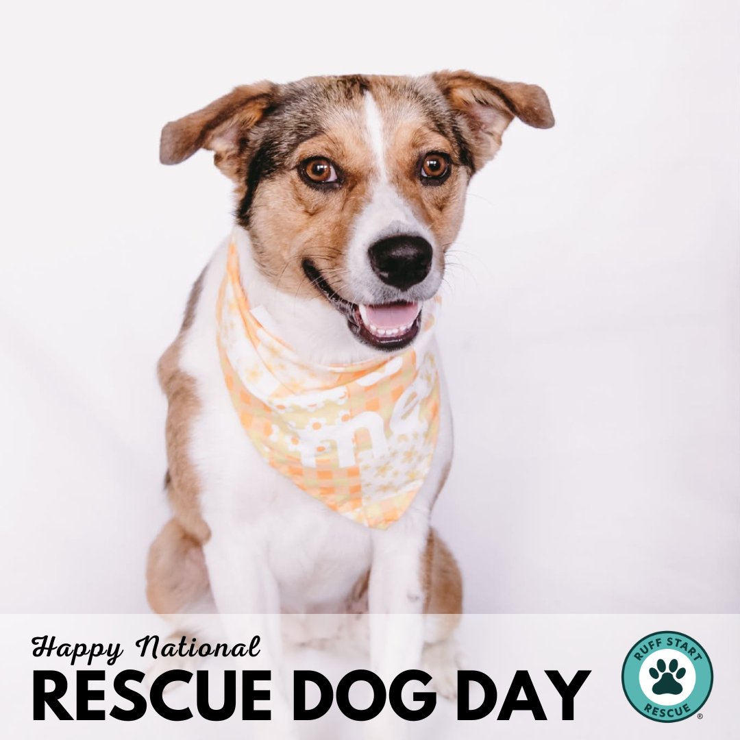 Ruff Start Rescue tweet media